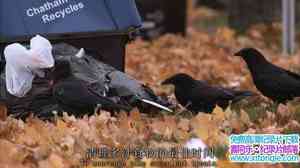 PBS¼Ƭѻ A Murder of Crows 2010Ӣ-