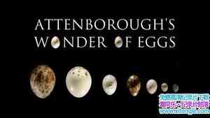 BBC¼ƬǱ Ȼ磺 Attenboroughs Wonder of Eggs 2018ӢӢ-