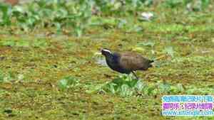 Love Nature¼Ƭصع Mysteries of the Mekong 2018һȫ10-