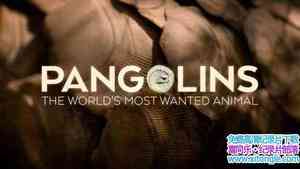 BBC¼Ƭɽף͡Ķ Pangolins: The Worlds Most Wanted Animal 2018ӢӢ-