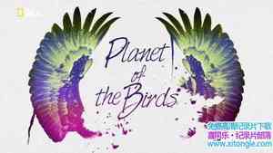 ҵ Planet of the Birds 2018ӢӢ-