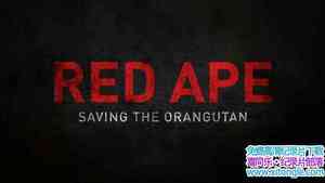 BBC¼ƬȺë Red Ape Saving the Orangutan 2018ӢӢ-