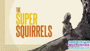 BBC¼Ƭ˲ The Super Squirrels 2018ӢӢ-