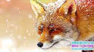 BBC¼Ƭ What Are Animal Saying 2014һȫ12-