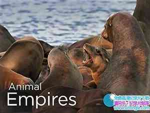 ˹ɭƵ۹ Animal Empires 2016һȫ6-