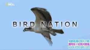 ҵĹ Bird Nation 2018ӢӢ-