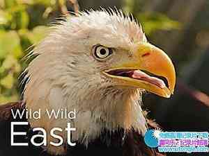 ʷɭƵҰ Wild Wild East 2017һȫ14-