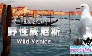 Ӽ¼ƬҰ˹ Wild Venice 2018-