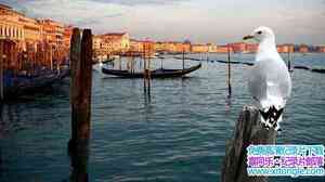 Ӽ¼ƬҰ˹ Wild Venice 2018-