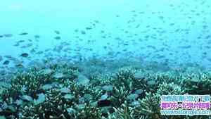 BBC¼Ƭ󱤽 Wonders of the Great Barrier Reef 2018ӢӢ-