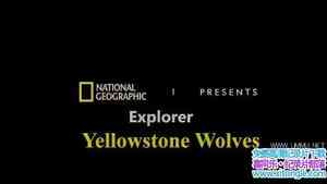 ҵʯ԰ Yellowstone Wolves 2019ӢӢ-