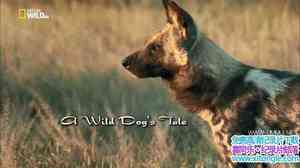 ҵҰĴ A Wild Dogs Tale-