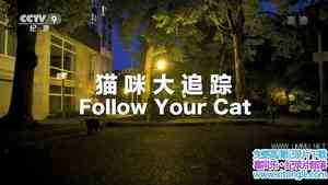 Ӽ¼Ƭè׷ Follow Your Cat-