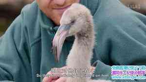 BBC¼ƬɰС The Wonderful World of Baby Animals 2019ȫ6 ӢӢ˫ 720P/M