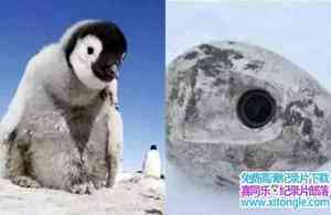 BBC¼Ƭ챦ֻ֮/СѩһֻĹ Snow Chick C A Penguins TaleӢ˫-