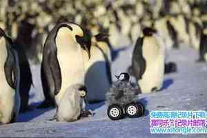 BBC¼Ƭ챦ֻ֮/СѩһֻĹ Snow Chick C A Penguins TaleӢ˫-