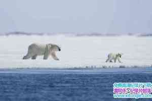 Ȼ̬¼Ƭ˵ Arctic TaleӢ-