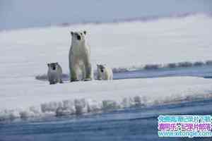 Ȼ̬¼Ƭ˵ Arctic TaleӢ-