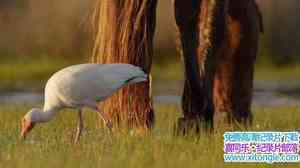 BBC¼Ƭ Ұĺ Atlantic: The Wildest Ocean on Earthȫ3-