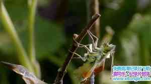 BBC¼ƬȻ磺Ӣʽ BBC Natural World 2010 Butterflies A Very British-