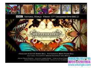 BBC¼ƬȻ磺Ӣʽ BBC Natural World 2010 Butterflies A Very British-