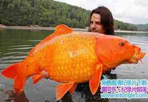 ̽Ƶ Big Fish Manȫ6-