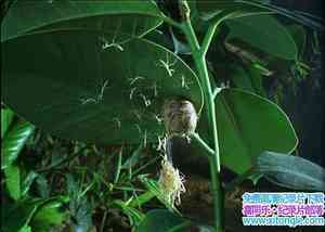 IMAX¼Ƭȴ Bugs A Rainforest AdventureӢ-