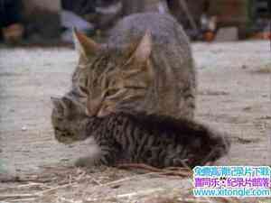 ҵƵè Cats-Caressing The TigerӢ-