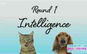 BBC¼Ƭƴ Cats v Dogs: Which is Bestȫ2-