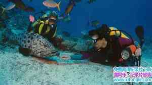 ¼Ƭ--IMAX 4K¼Ƭɺռ Coral Reef Adventure4K Ӣ 2160P ɺ¼Ƭٶ