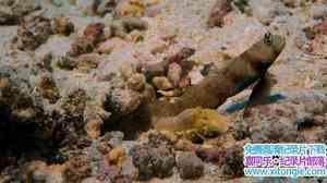 ¼Ƭ--IMAX 4K¼Ƭɺռ Coral Reef Adventure4K Ӣ 2160P ɺ¼Ƭٶ