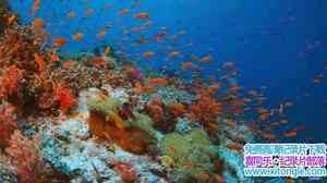 ¼Ƭ--IMAX 4K¼Ƭɺռ Coral Reef Adventure4K Ӣ 2160P ɺ¼Ƭٶ