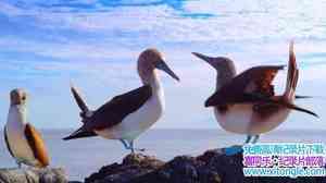 ABC¼ƬǱμ˹Ⱥ Galapagos with David Attenboroughȫ3-