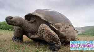 ABC¼ƬǱμ˹Ⱥ Galapagos with David Attenboroughȫ3-