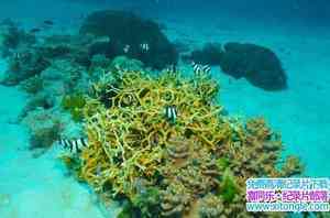 BBC¼ƬǱδ󱤽 Great Barrier Reef with David Attenboroughȫ3-