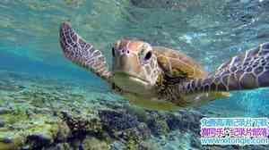 BBC¼ƬǱδ󱤽 Great Barrier Reef with David Attenboroughȫ3-