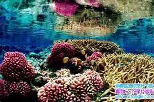 BBC¼Ƭô󱤽 Great Barrier Reef ȫ3-