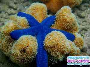 BBC¼Ƭô󱤽 Great Barrier Reef ȫ3-