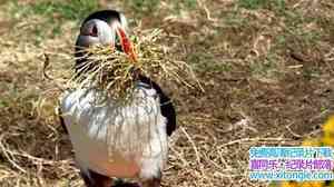 BBC¼ƬղȺ ߺ֮ Hebrides Islands on the Edgeȫ4-