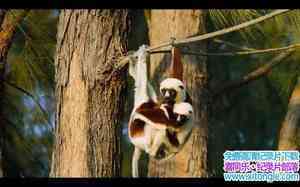 IMAX¼Ƭ˹ӣ֮ Island of Lemurs: MadagascarӢ˫-