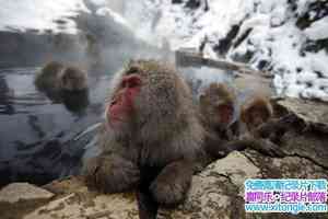 BBC¼Ƭ鳤 Monkey Planetȫ3-