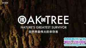 BBC¼Ƭ ȻΰҴ Oak Tree Natures Greatest Survivor 2015ӢӢ˫-