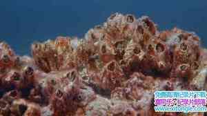 IMAX¼Ƭ Ocean OasisӢ-