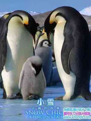 BBC¼Ƭ챦ֻ֮/СѩһֻĹ Snow Chick C A Penguins TaleӢ˫-