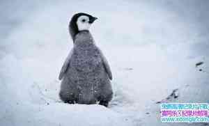 BBC¼Ƭ챦ֻ֮/СѩһֻĹ Snow Chick C A Penguins TaleӢ˫-