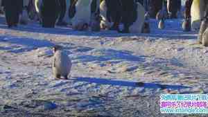 BBC¼Ƭ챦ֻ֮/СѩһֻĹ Snow Chick C A Penguins TaleӢ˫-