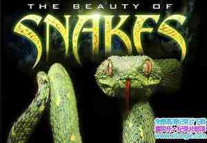 ¼Ƭ֮ The Beauty of Snakes-