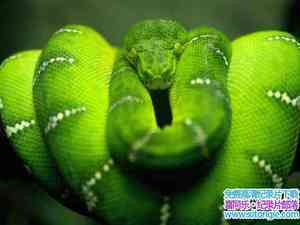 ¼Ƭ֮ The Beauty of Snakes-