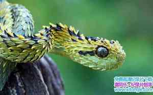 ¼Ƭ֮ The Beauty of Snakes-