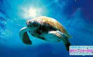 ﱣ¼Ƭں Turtle: The Incredible JourneyӢ-